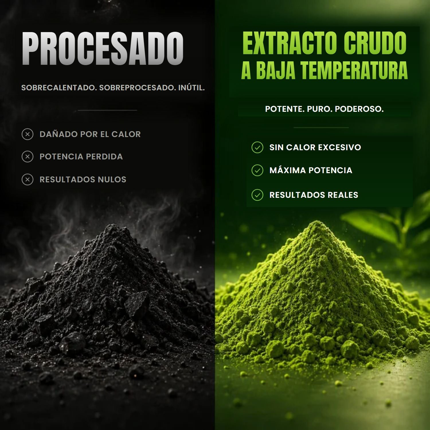 Polvo procesado y sobrecalentado frente a extracto crudo obtenido a baja temperatura